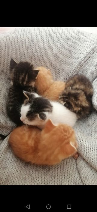 Котенца  - Подарявам Шепичка Любов