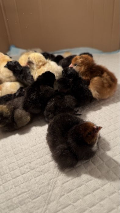 Цыплята домашних кур