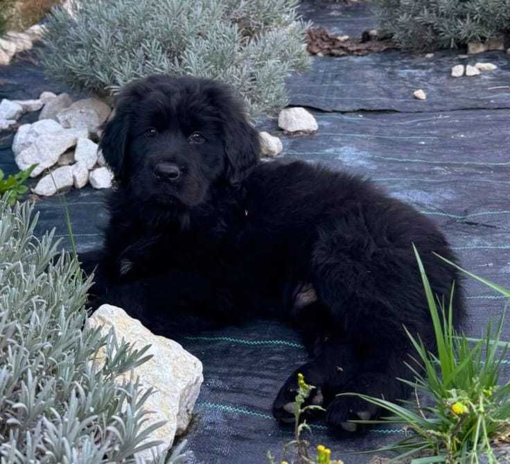 Golden-Mastiff 3 puiuti speciali