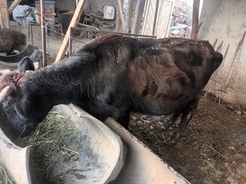 Ona  bola sigir sotiladi