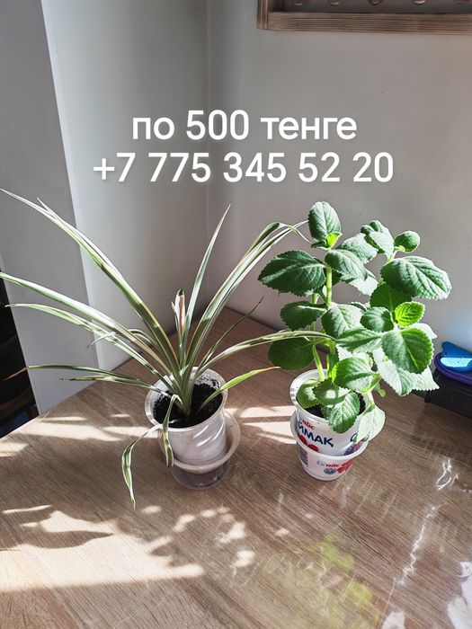 Комнатные цветы и отростки