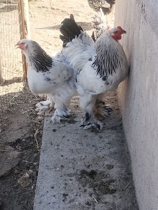 Vamd cocosi si gaini