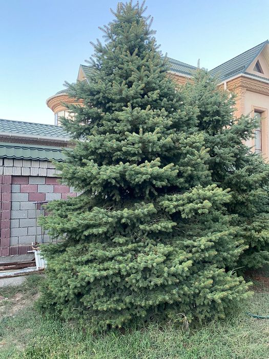 Голубая ель 6 шт