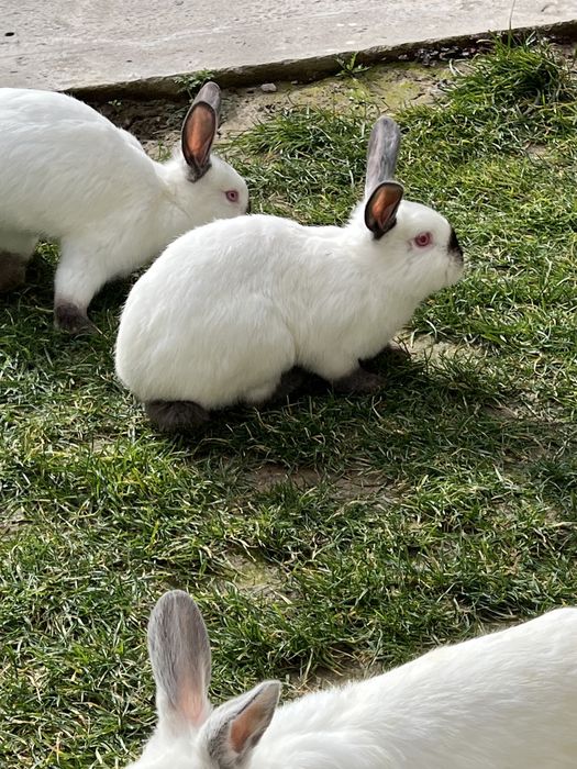 Kalifornia zotli quyon