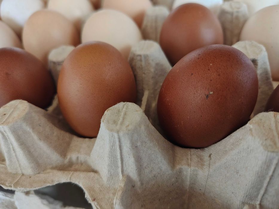 Ouă de Wiandotte, Marans și Ameraucana