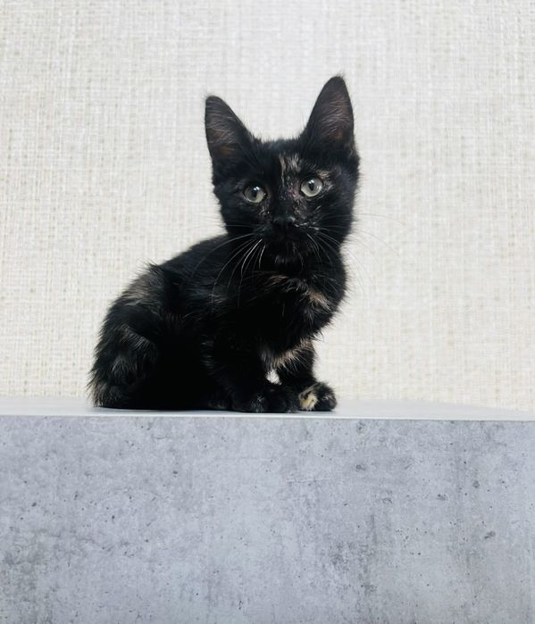 Отдам котенка в добрые руки