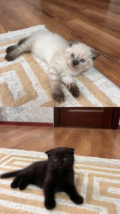 Шотландские вислоухие котята