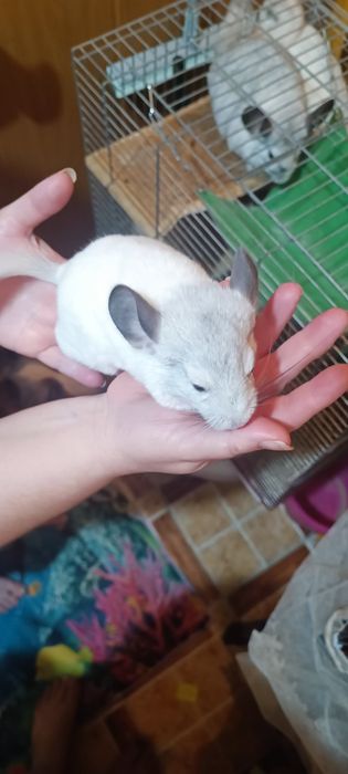 Продам щенков шиншиллы