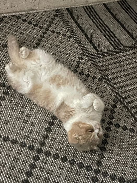 Отдаем вислоухую шотландку