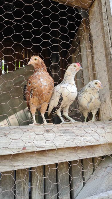 Găinușe și cocoșei pitici