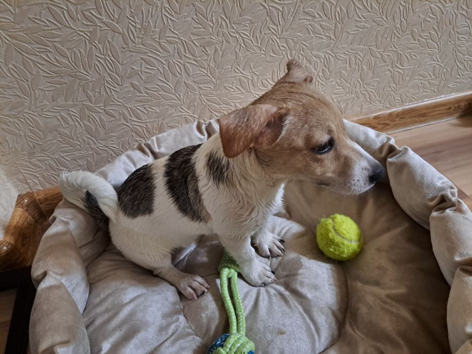 Продаётся щенок Джек Рассел