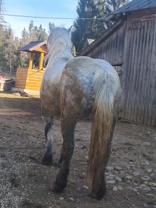 Iapa de5 ani de vanzare