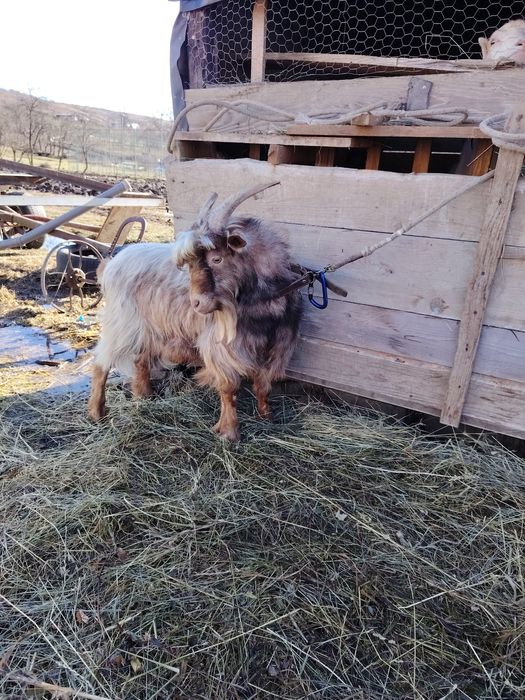 Țap de vânzare comuna Iclod sat Orman