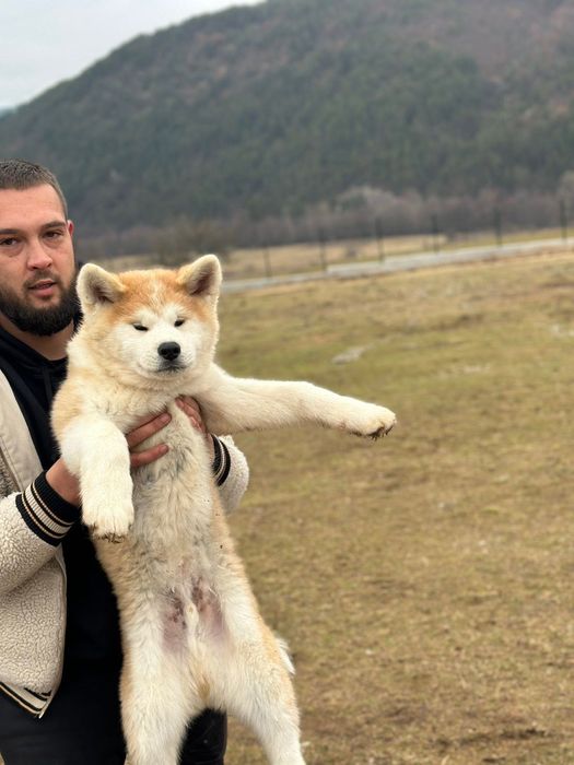 Акита ину японска