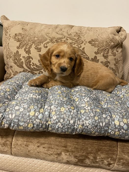 Cocker Spaniel baiat 2 luni