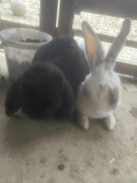 Vand pui de iepure metis urias de transilv. cu berbec german