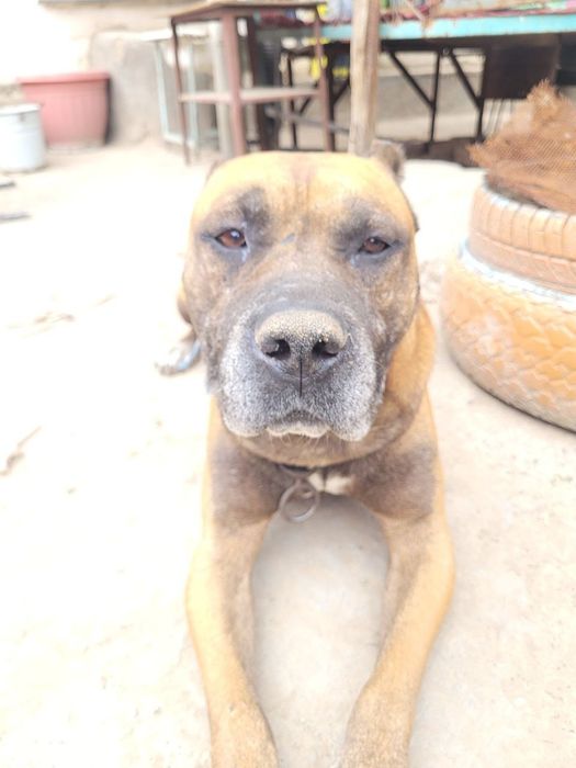 Продаёться стапр послушный и добрый  800.000 договорная