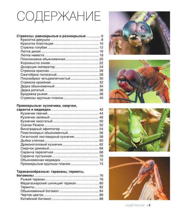Книга про насекомых