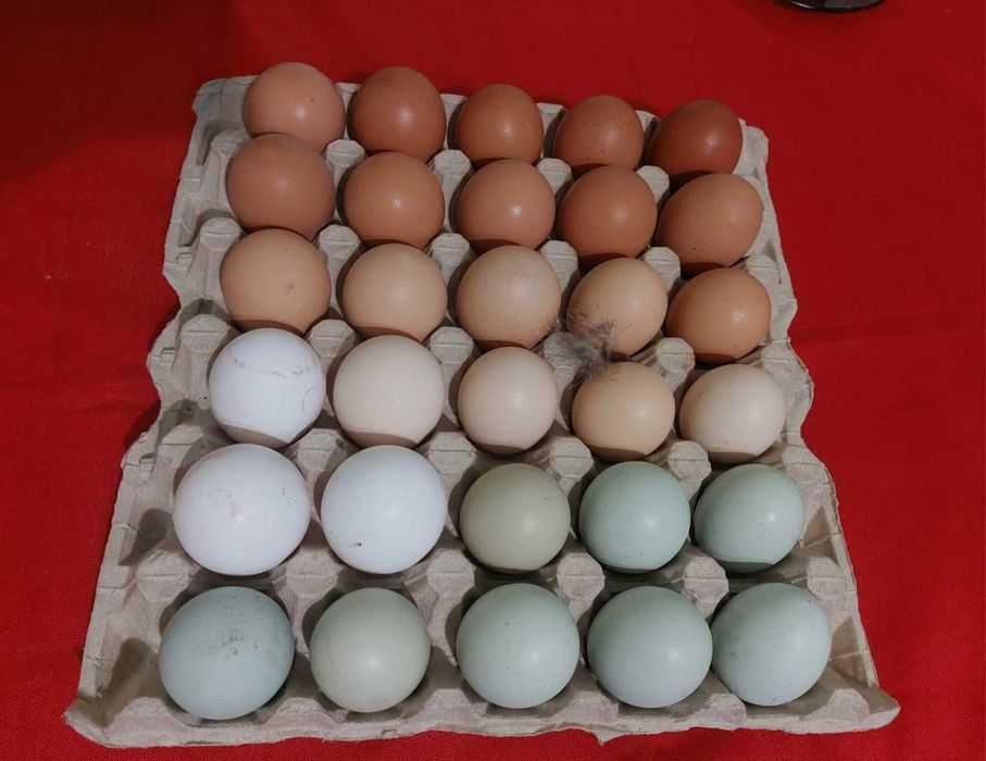 Оплодени пилешки яйца Амераукана и Катунска кокошка Ломан Браун.