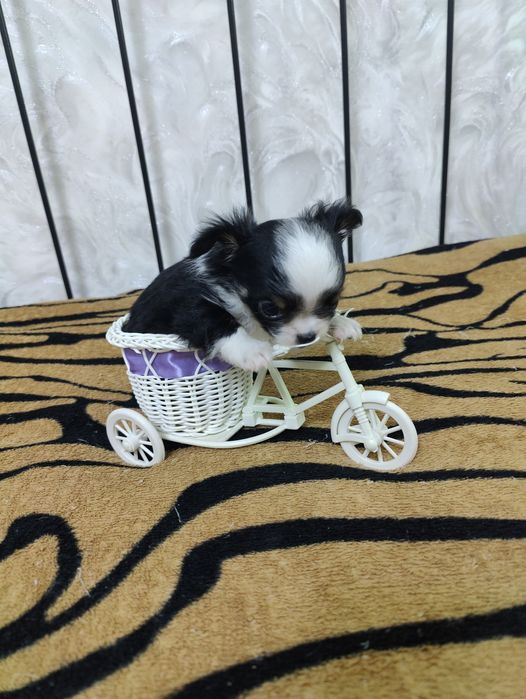 Продаётся миниатюрные мальчик чихуахуа
