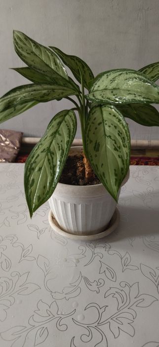 Продам комнатные цветы