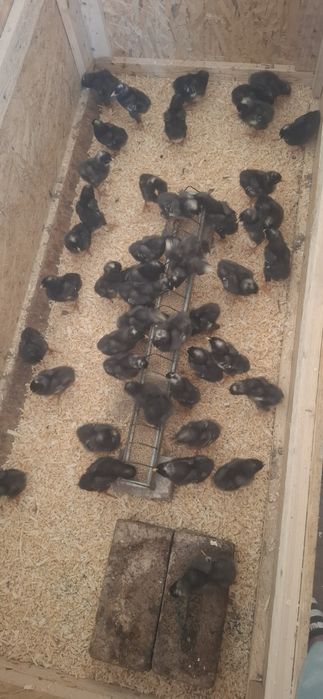 Pui Australorp și Plymouth