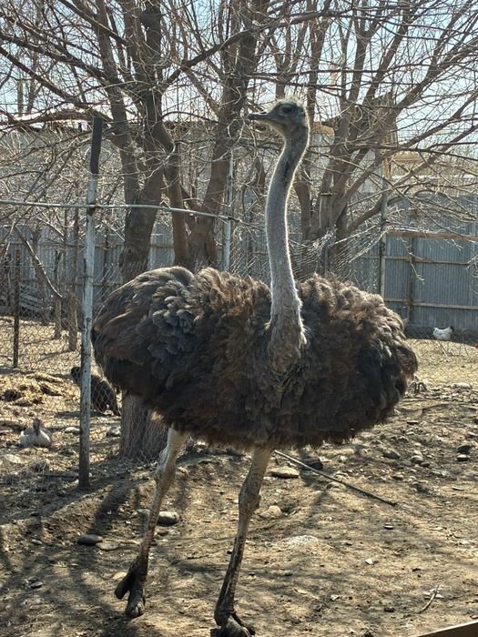 Афринаский страус