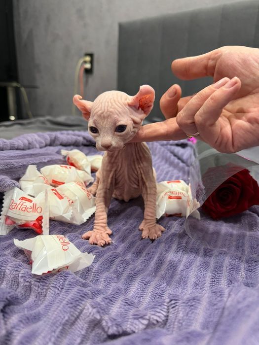 Сфинксы бамбино и двэльф