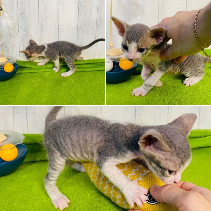 Мальчик донской сфинкс