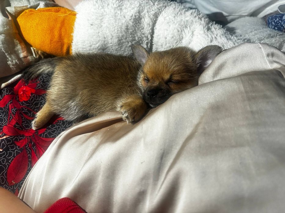 Продам ласкогого мальчика щенка