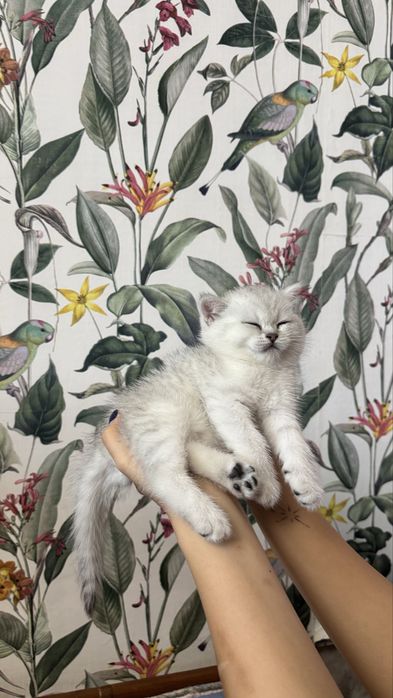 очаровательные шотландские котята