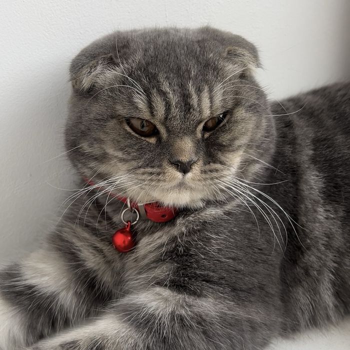 Скотш Фолд девочка