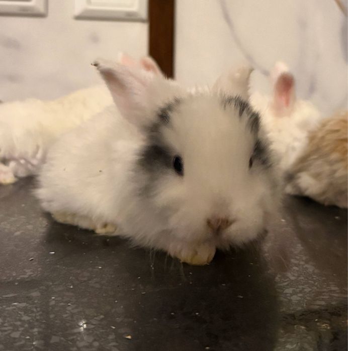 Карликовые кролики