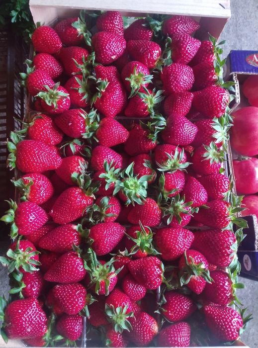 зеленчуци и плодове