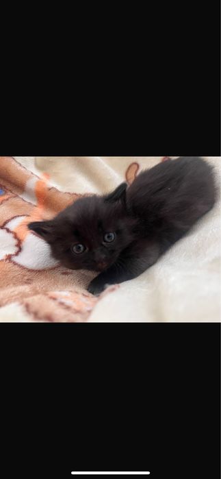 Отдам котенка в добрые руки