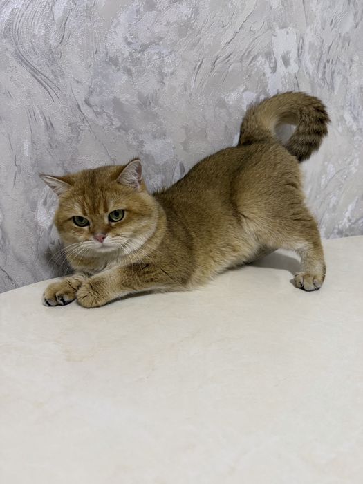 Вязка. Золотая шиншилла, на дом.