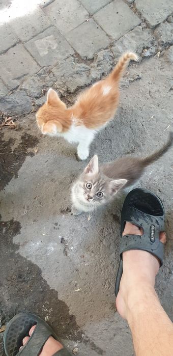 Отдам котят даром