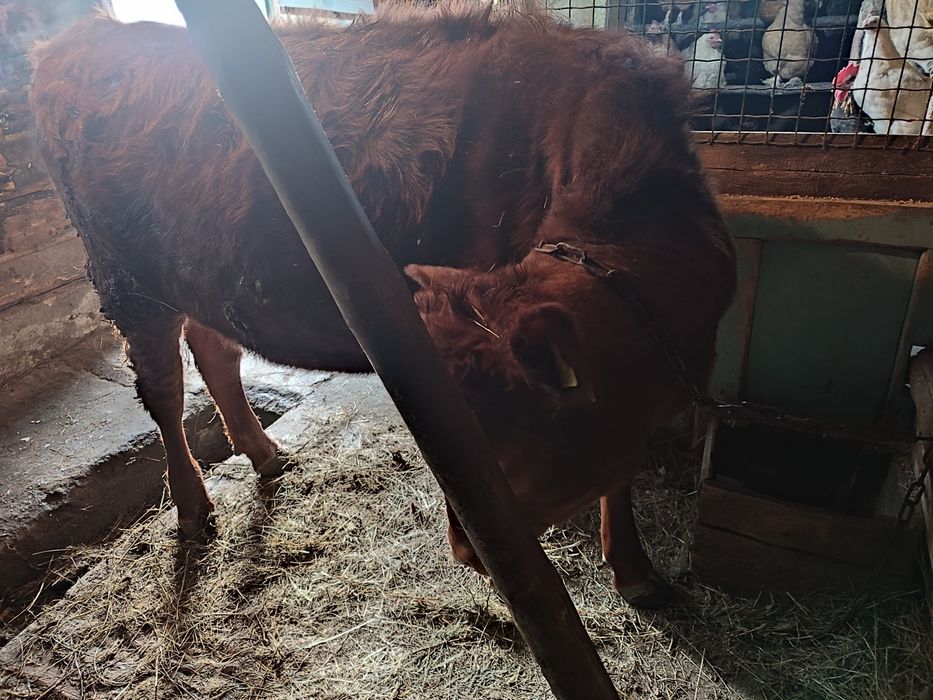 Телка на откорме полтуши продаю