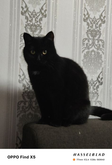 Отдам в добрые руки