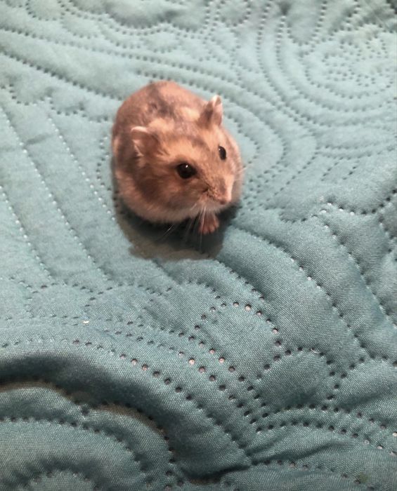 Hamsteri  jucausi gri