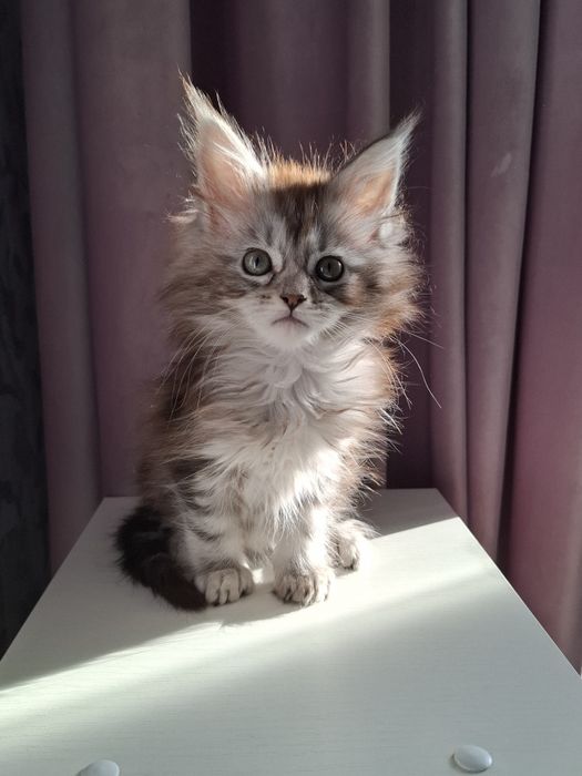 Мейн-кун  котята