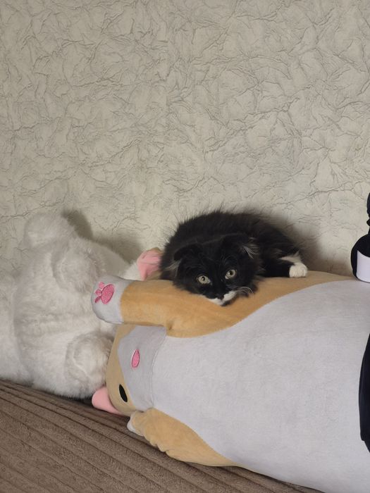 Отдам кошку в добрый руки