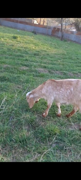 Битал шыбыш сатылады