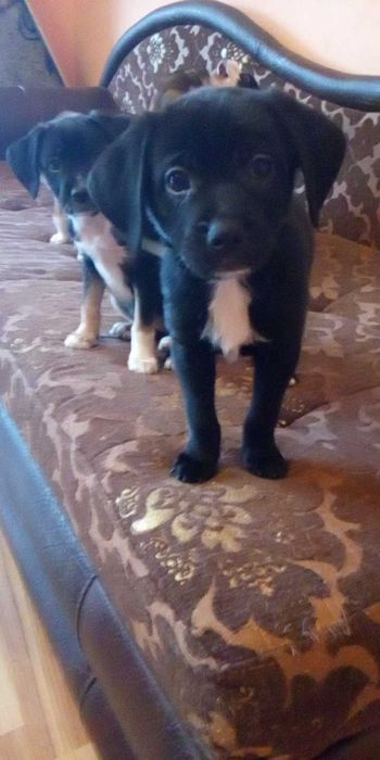 Подарявам кученца