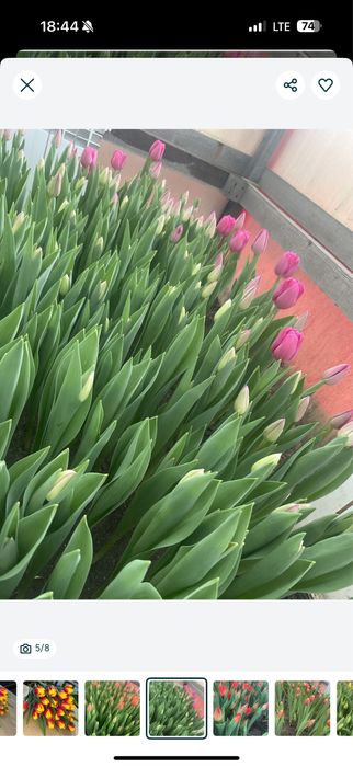 Голландские Тюльпаны оптом