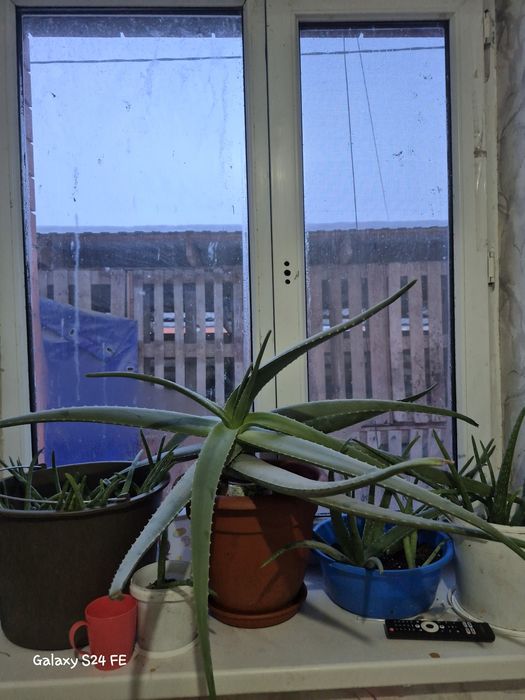 Алоэ вера лечебный