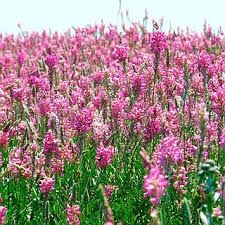 Семена Эспарцета