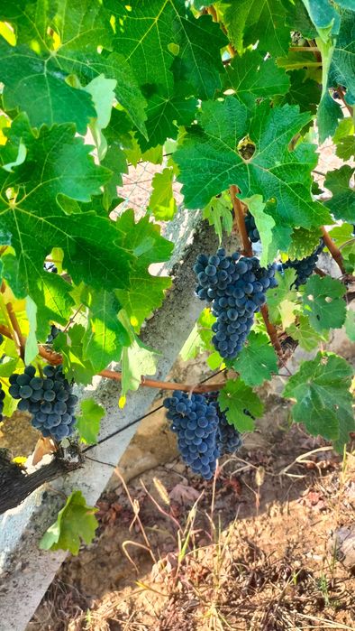 Struguri pt. vin Cabernet Sauvignon