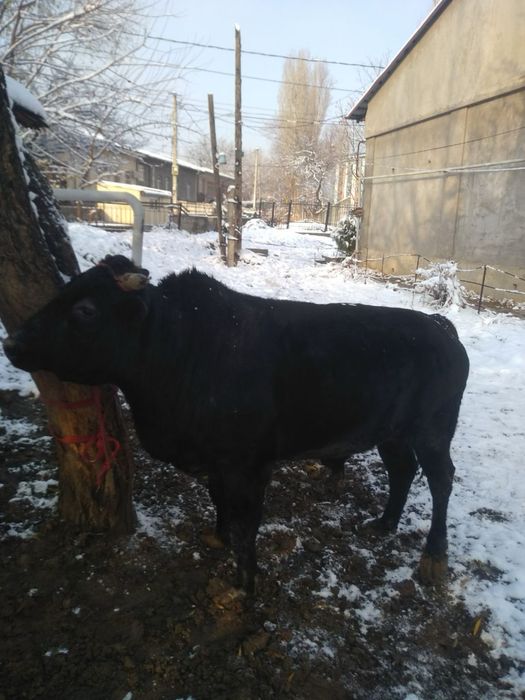 Buqalar sotiladi sifat zor