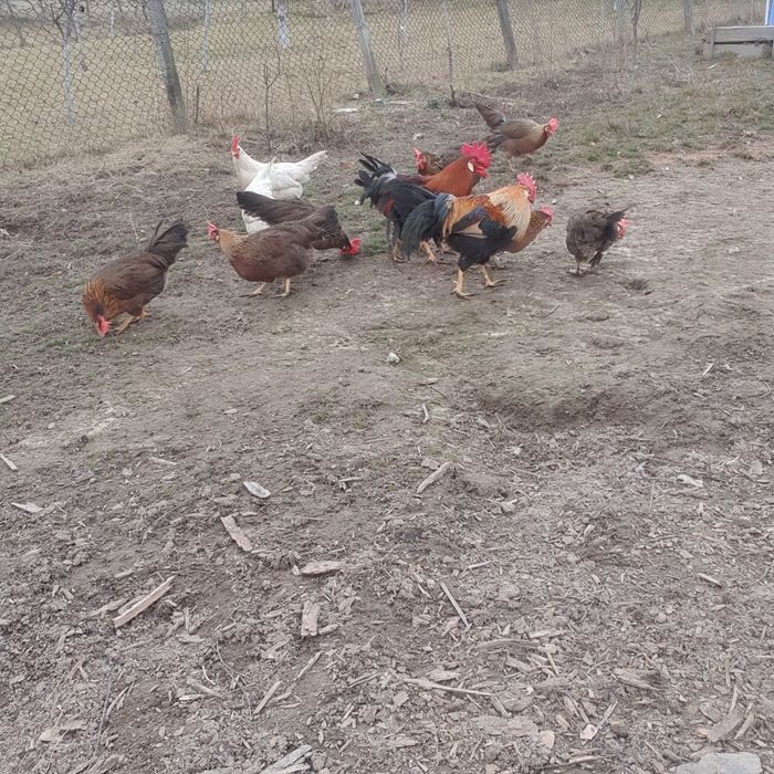 Ouă pentru incubat!